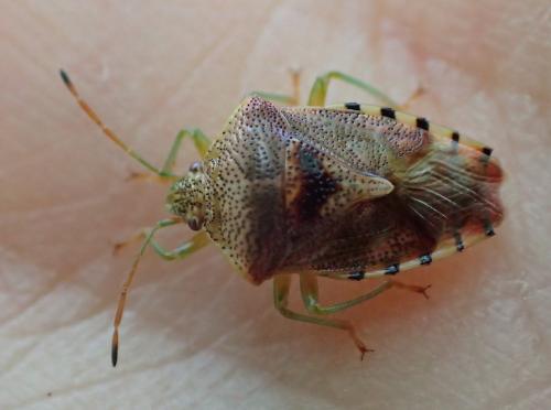 Elasmucha grisea grisea